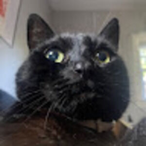 Meet your Posher, Kendall